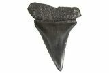 Fossil Broad-Toothed Mako Tooth - South Carolina #340980-1